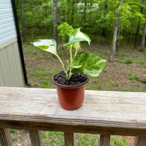 Manjula Pothos in 4” pot patented by University of FL meaning it’s a cultivar.